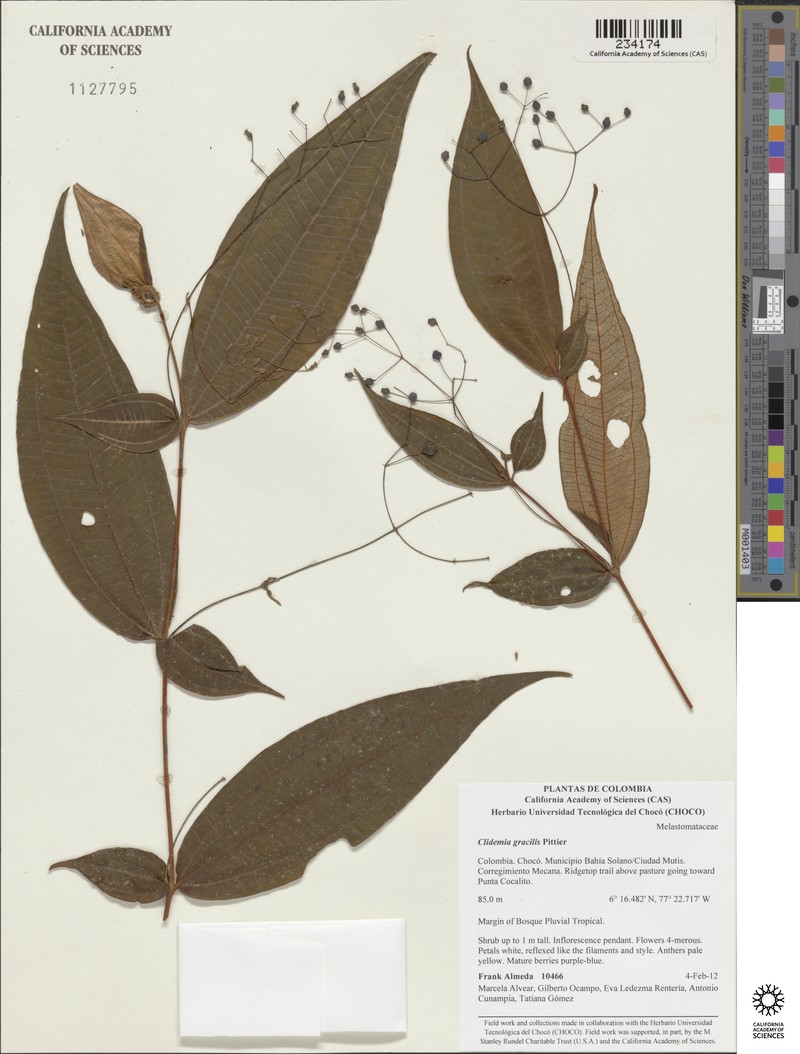 Miconia pseudoalternifolia photo 7
