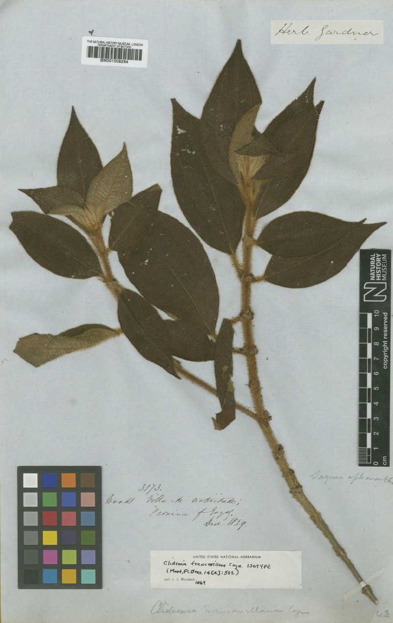 Miconia pseudodebilis