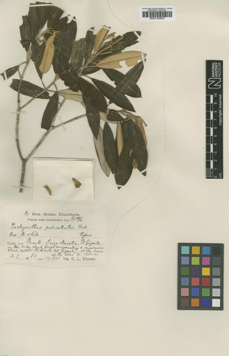 Miconia pseudopedicellata