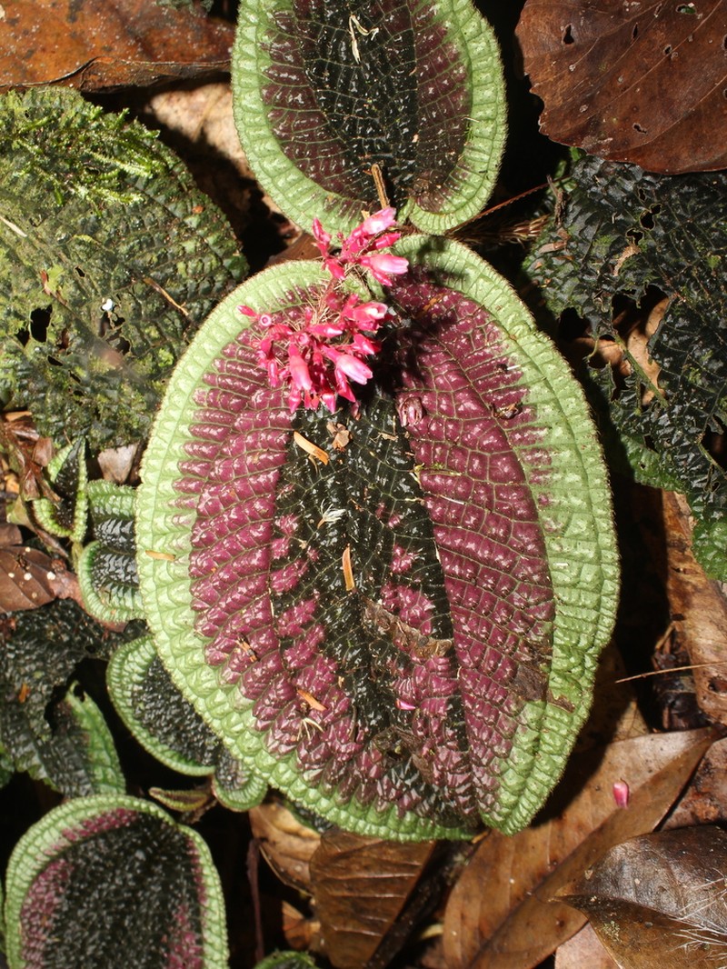 Miconia pubescens