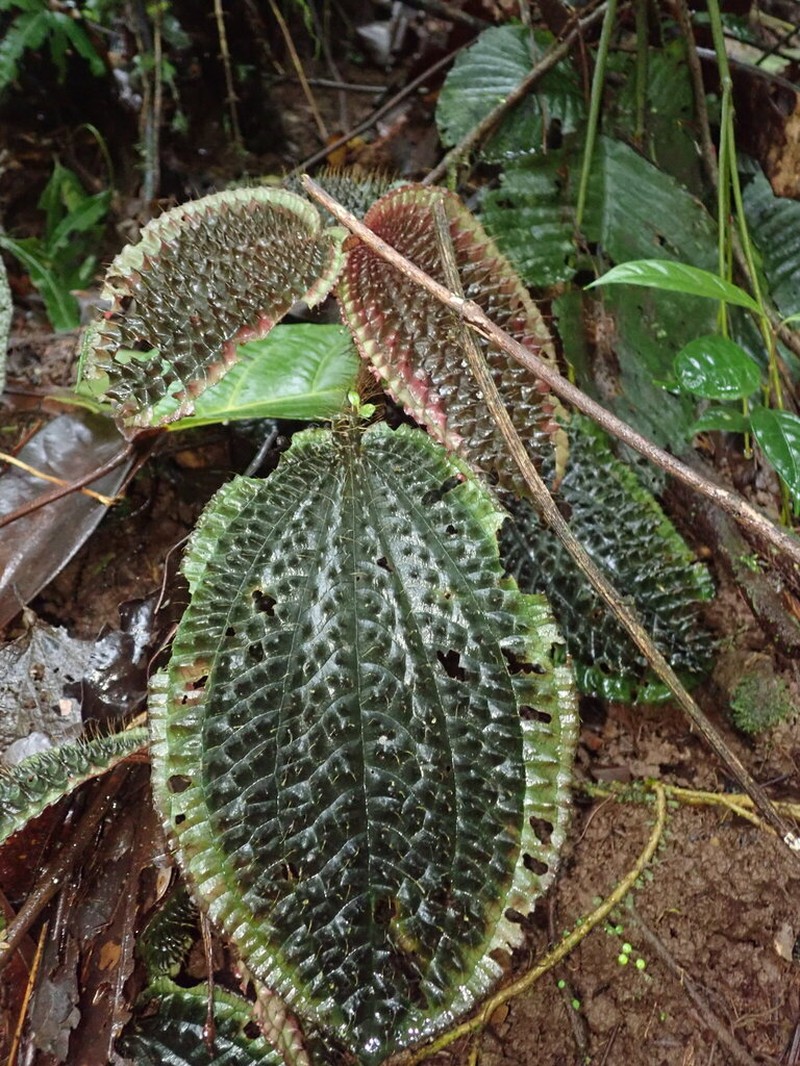 Miconia pubescens photo 2