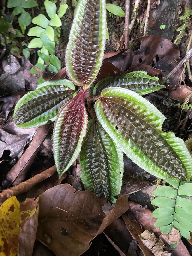 Miconia pubescens photo 4