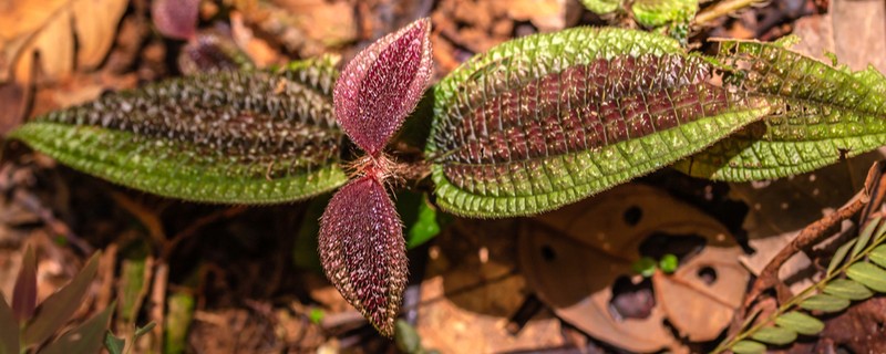 Miconia pubescens photo 5