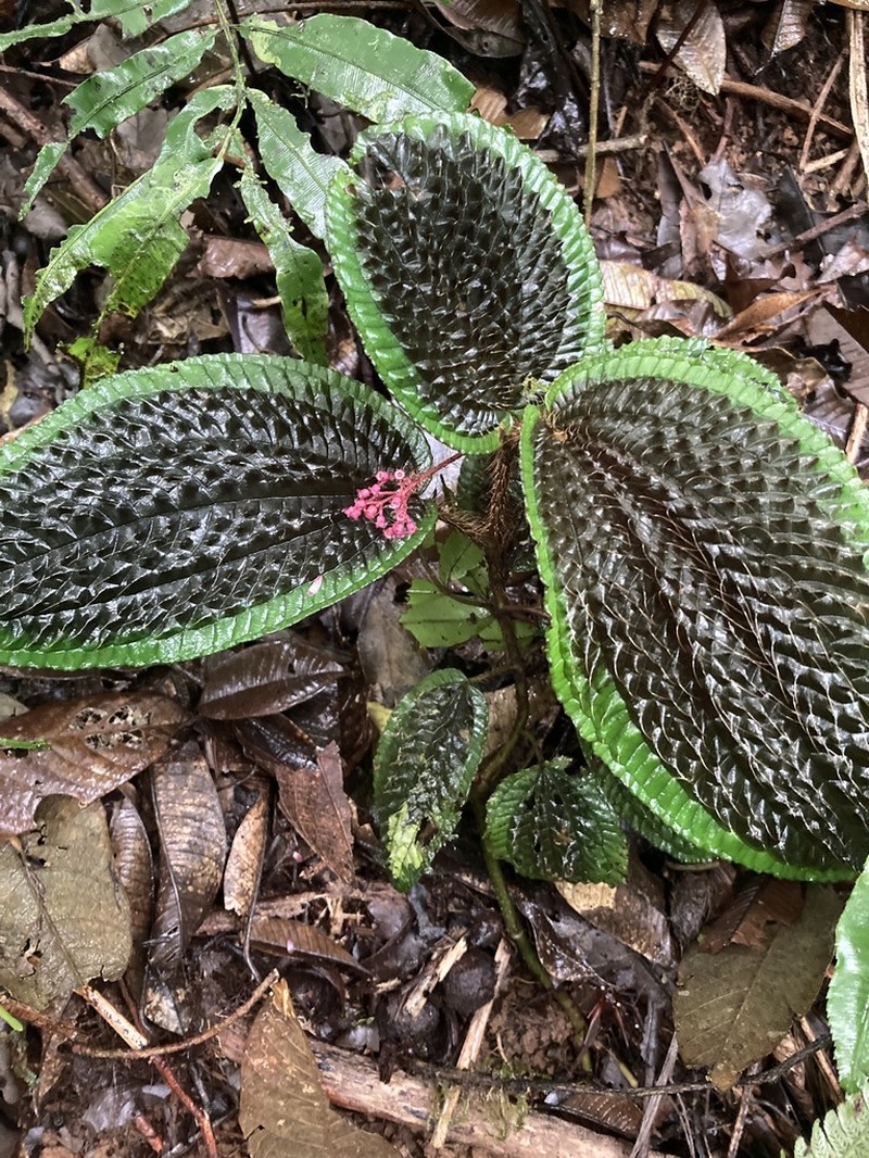 Miconia pubescens photo 6