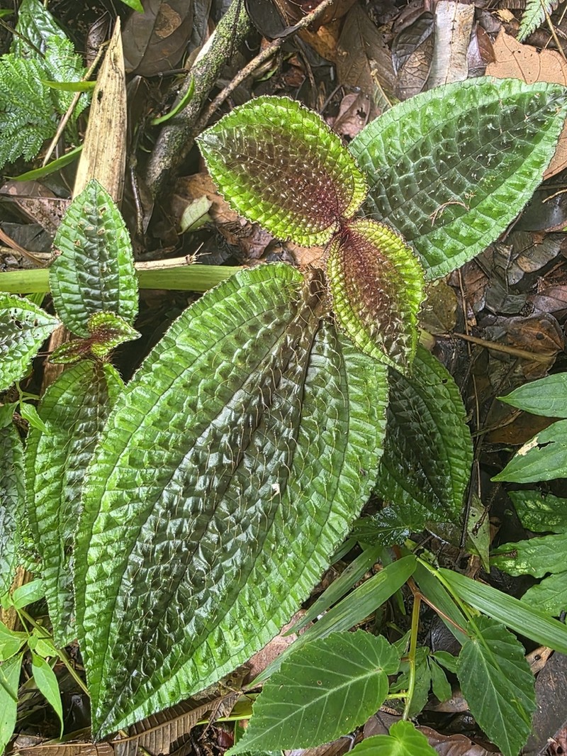 Miconia pubescens photo 7