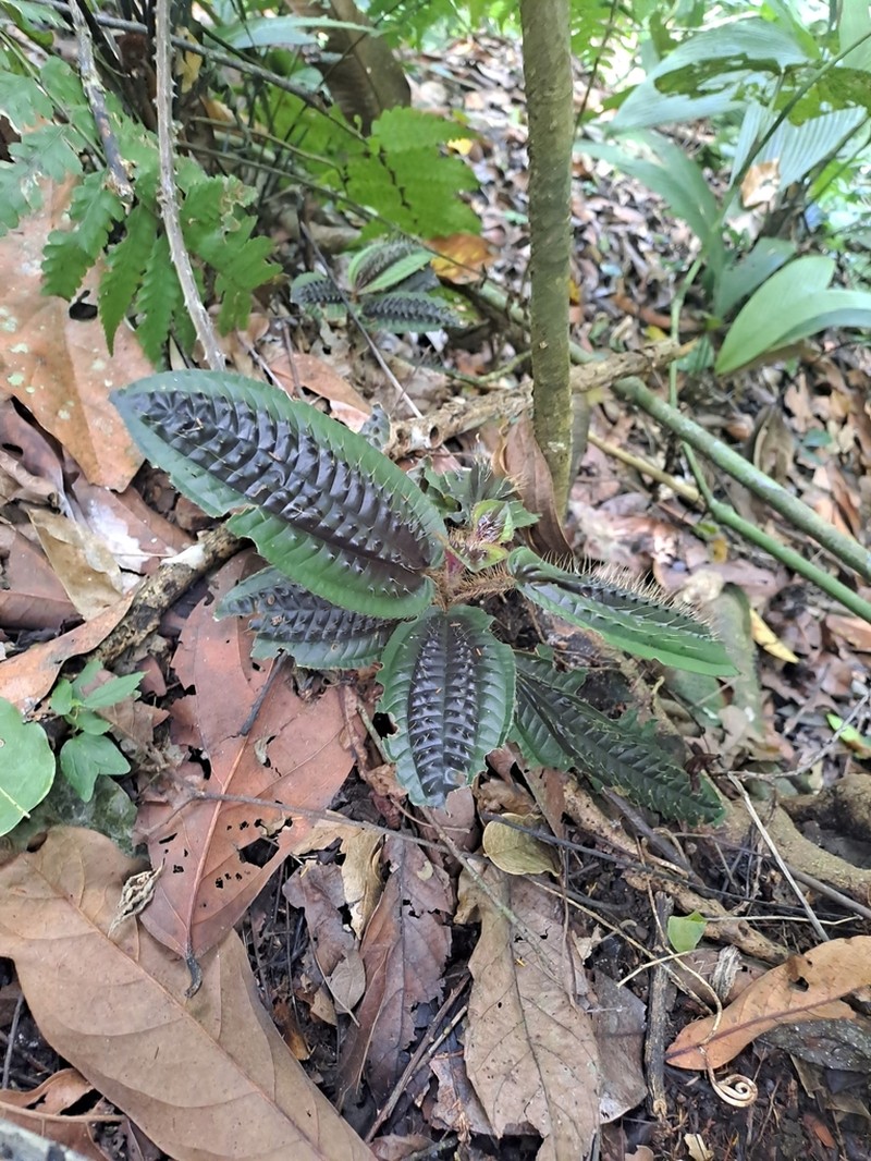 Miconia pubescens photo 8