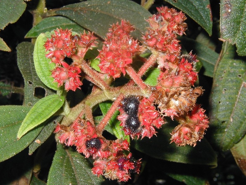 Miconia pubistyla