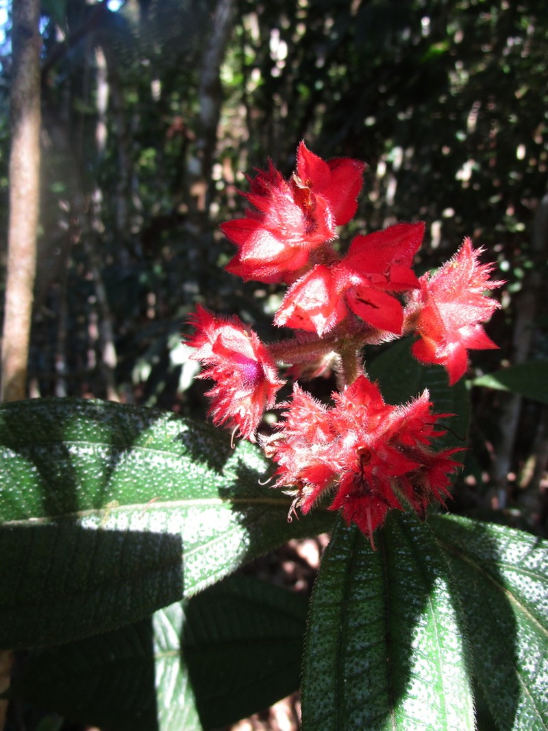 Miconia pubistyla photo 2