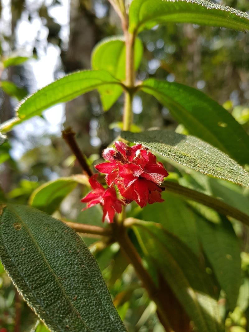 Miconia pubistyla photo 3