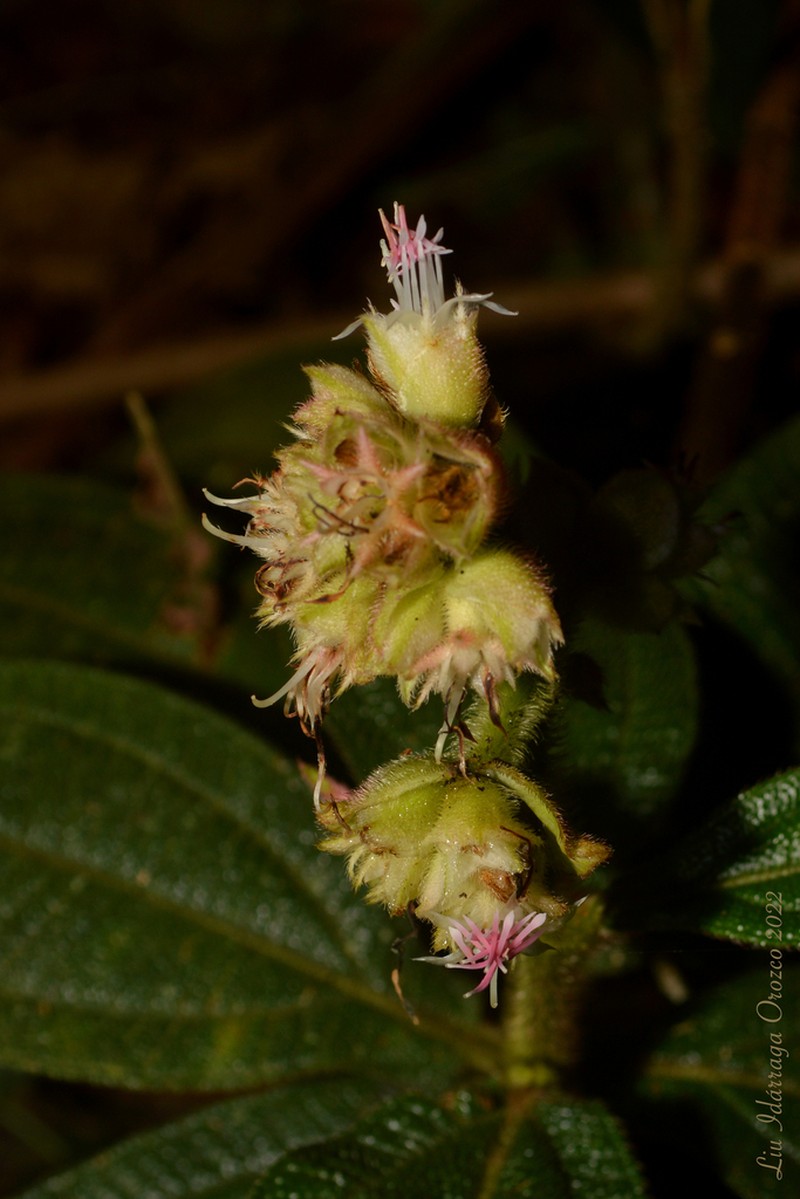 Miconia pubistyla photo 4