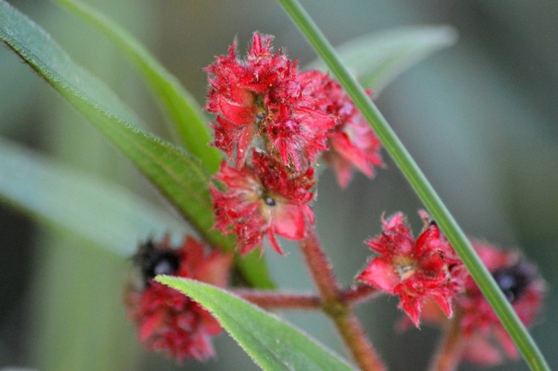 Miconia pubistyla photo 5