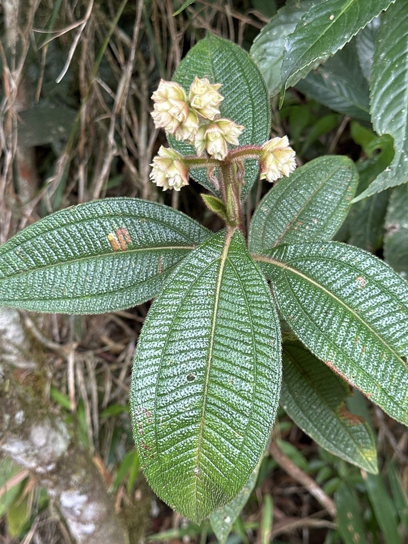 Miconia pubistyla photo 6