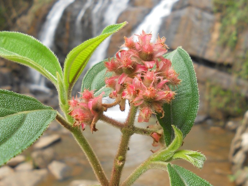 Miconia pubistyla photo 7