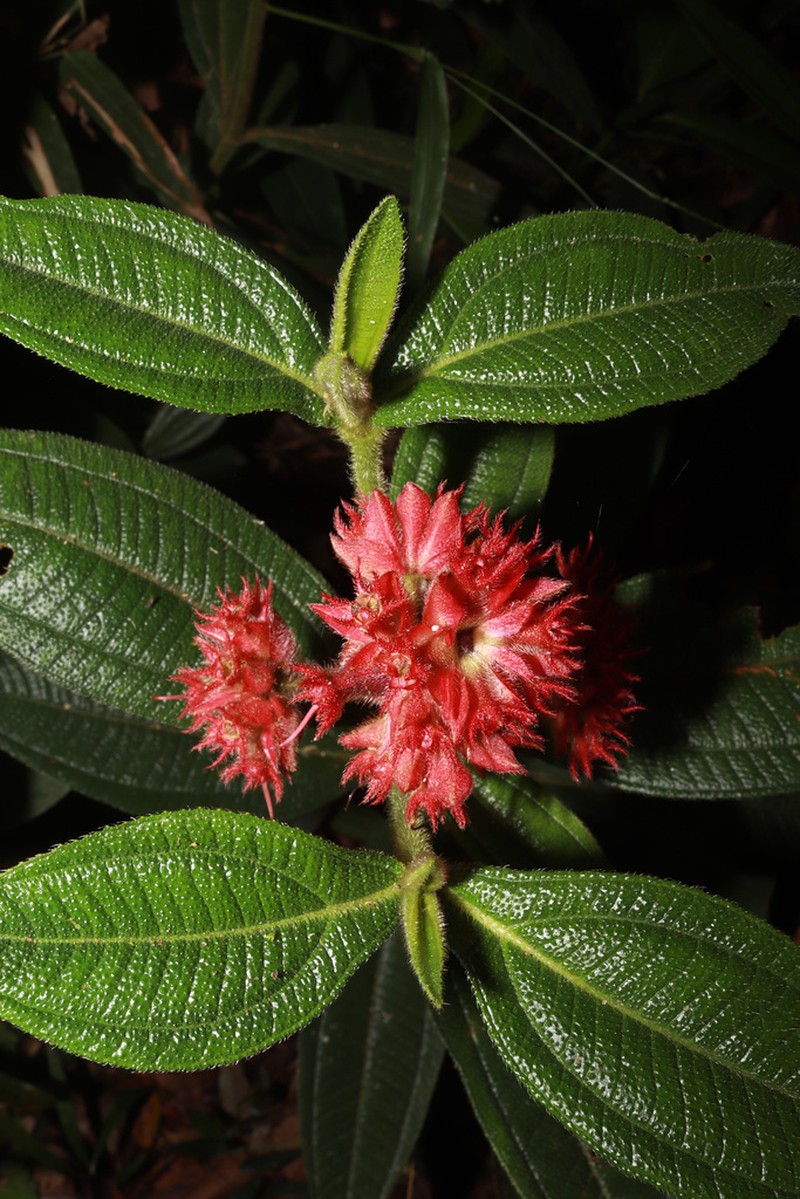 Miconia pubistyla photo 8