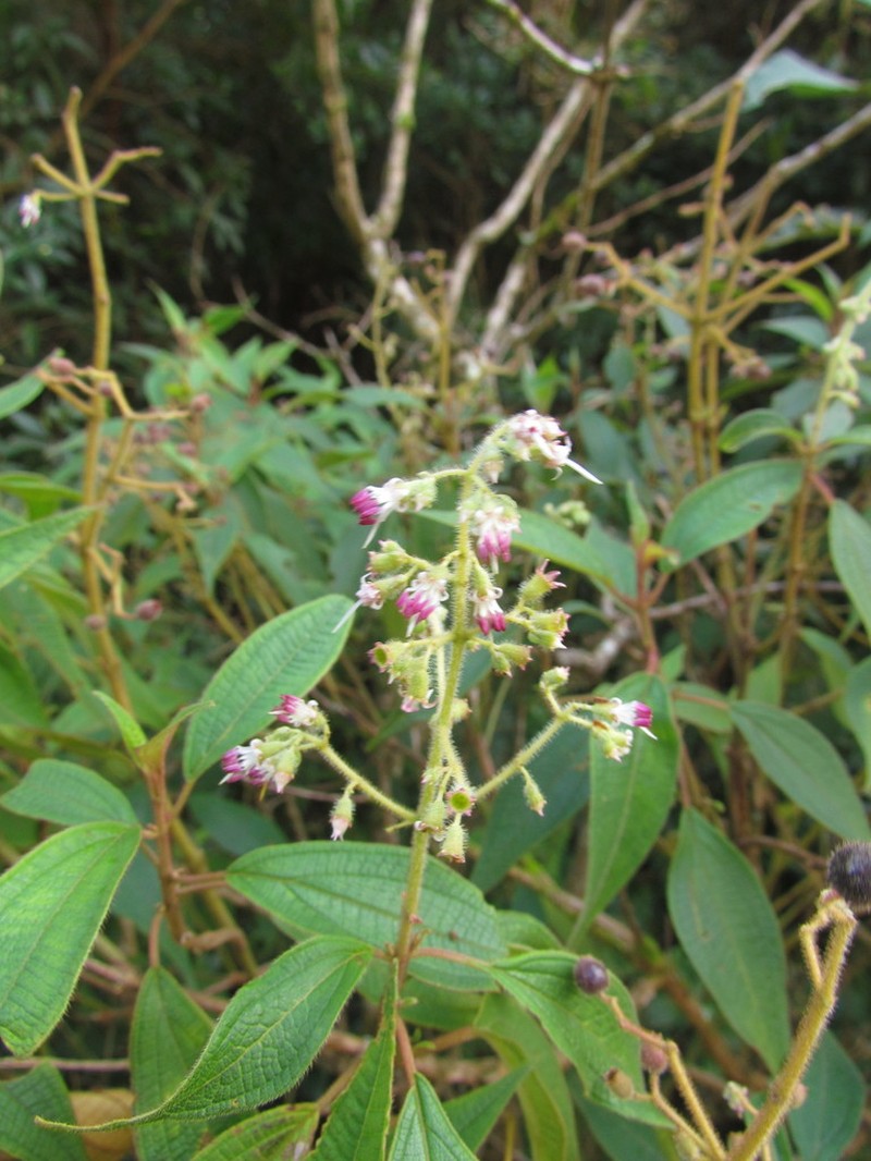 Miconia purpureovillosa