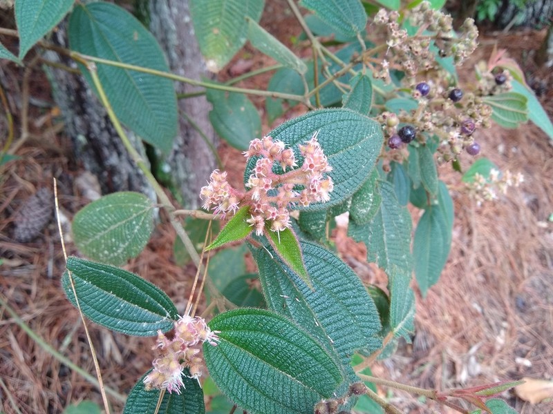 Miconia purpureovillosa photo 2