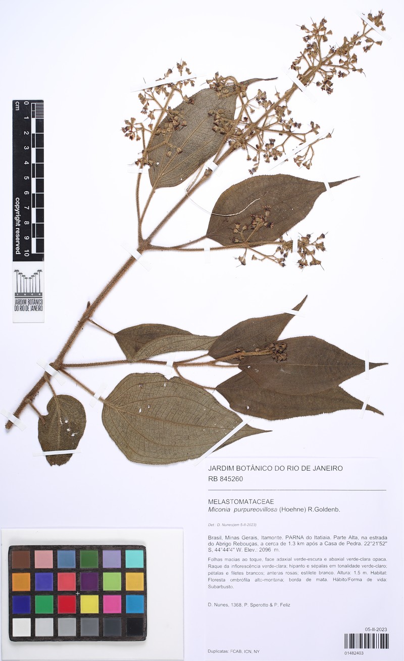 Miconia purpureovillosa photo 3
