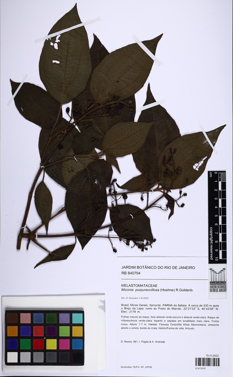 Miconia purpureovillosa photo 4