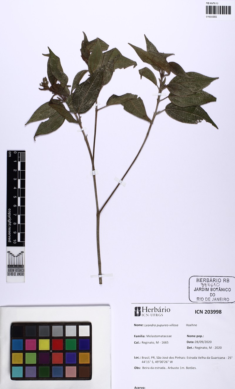 Miconia purpureovillosa photo 5