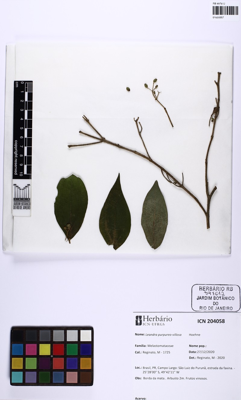 Miconia purpureovillosa photo 6