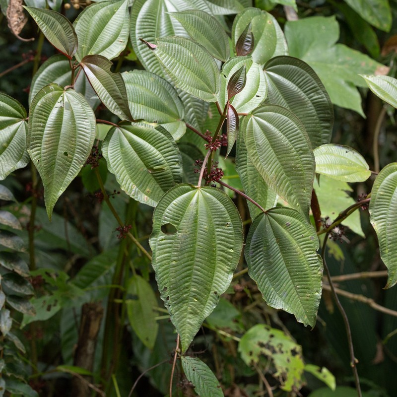 Miconia purpureoviolacea