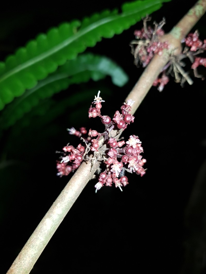 Miconia purpureoviolacea photo 2