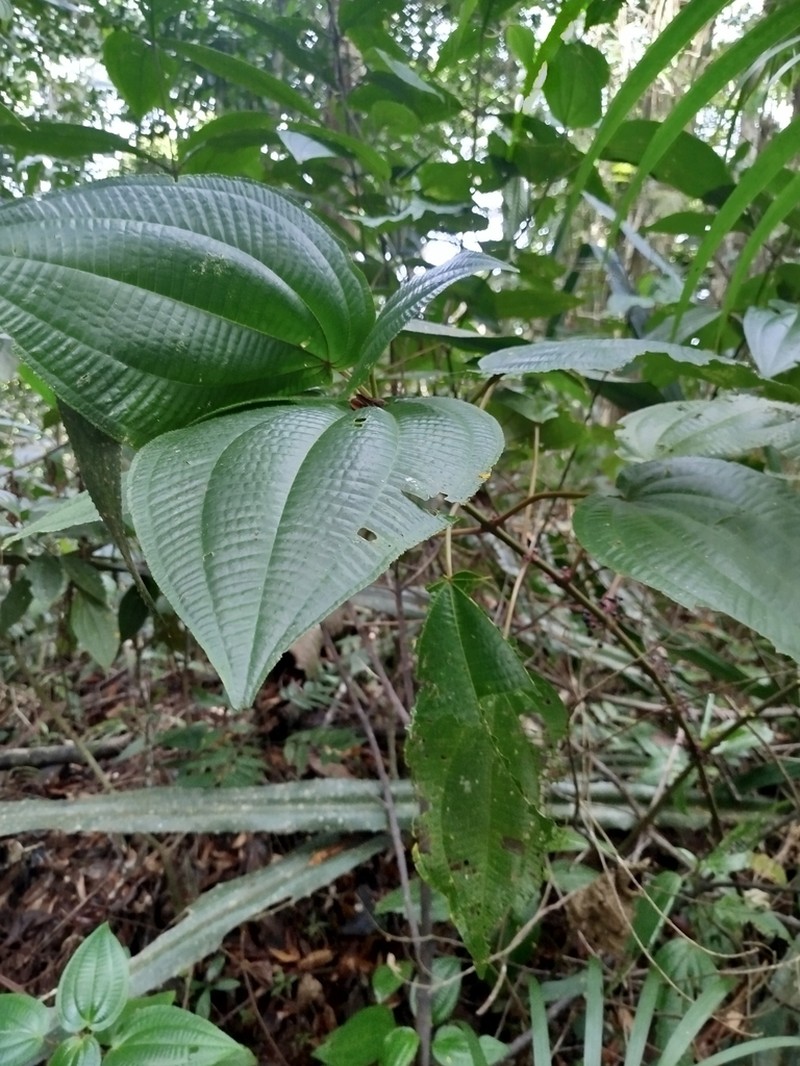 Miconia purpureoviolacea photo 3