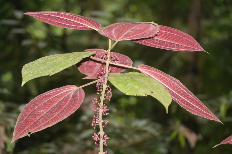 Miconia purpureoviolacea photo 4