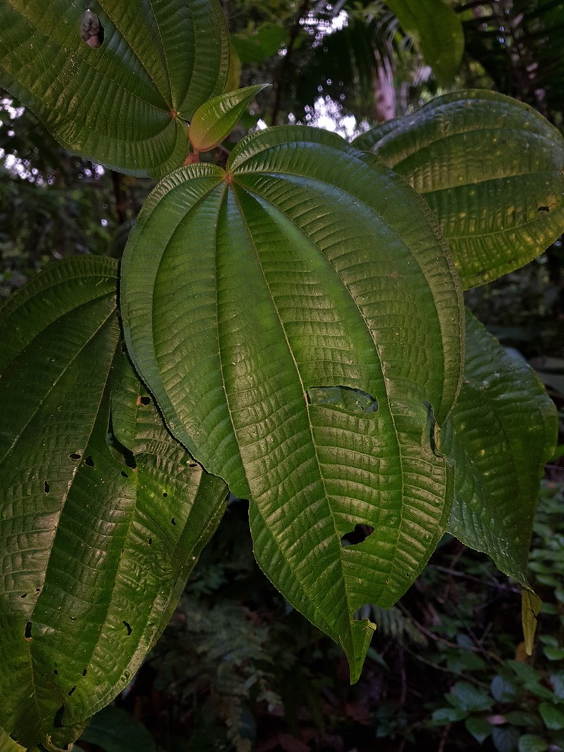 Miconia purpureoviolacea photo 5