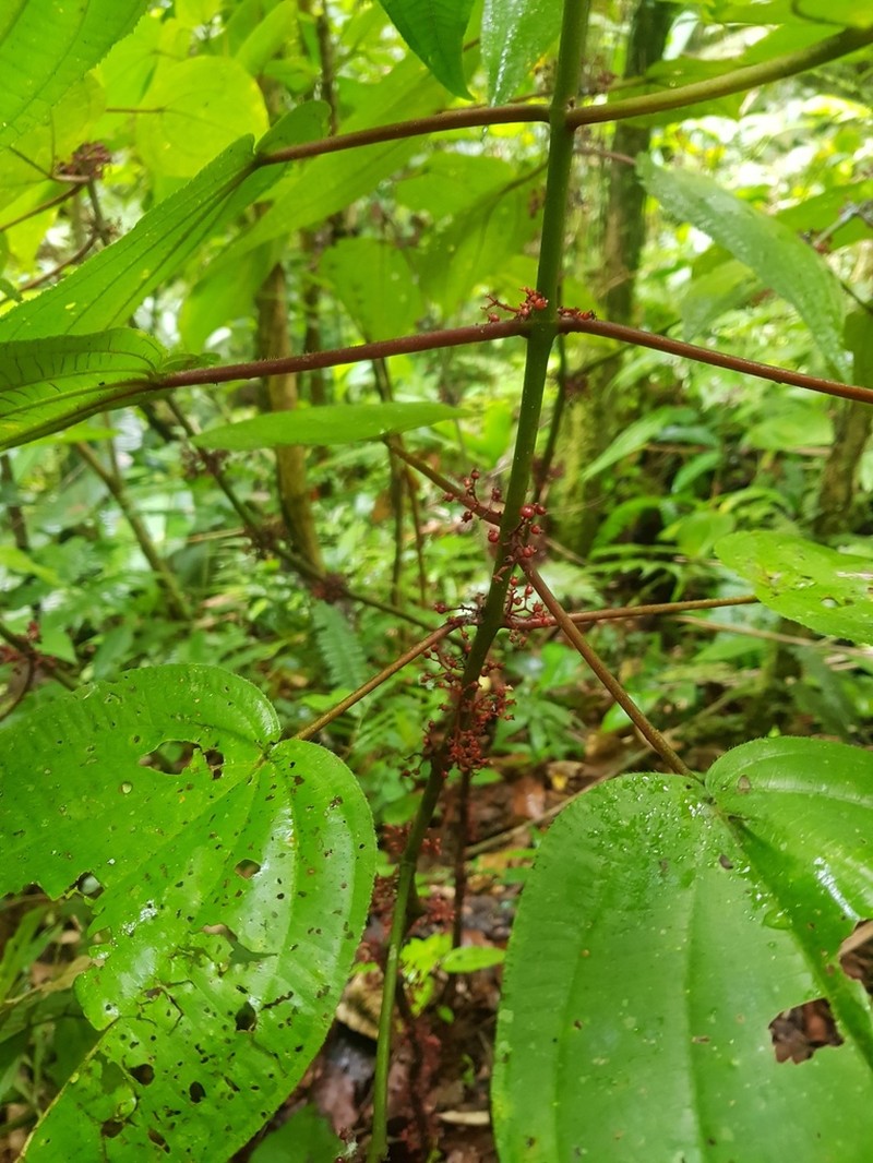 Miconia purpureoviolacea photo 6