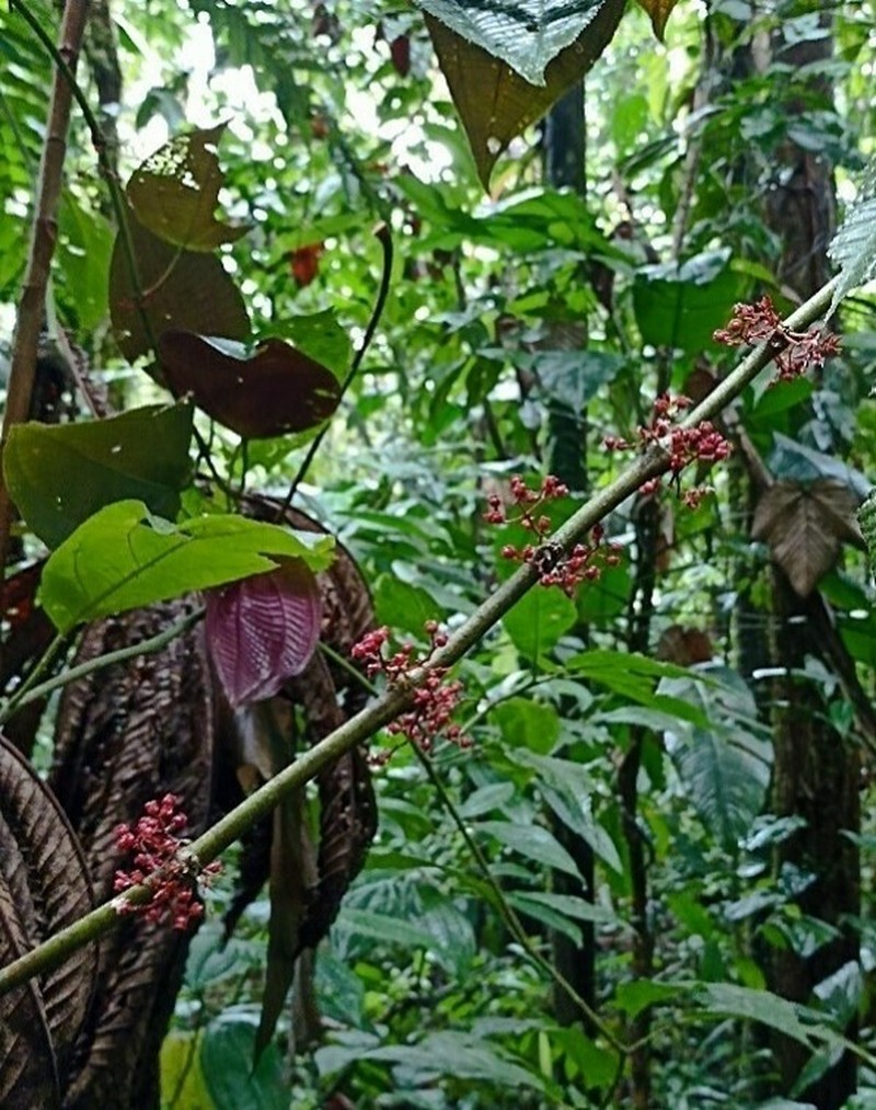 Miconia purpureoviolacea photo 7
