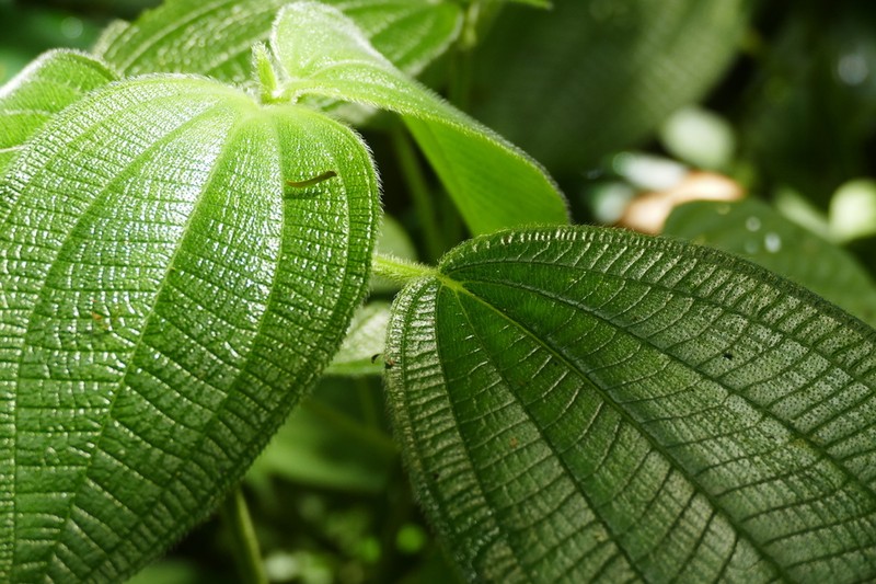 Miconia purpureoviolacea photo 8