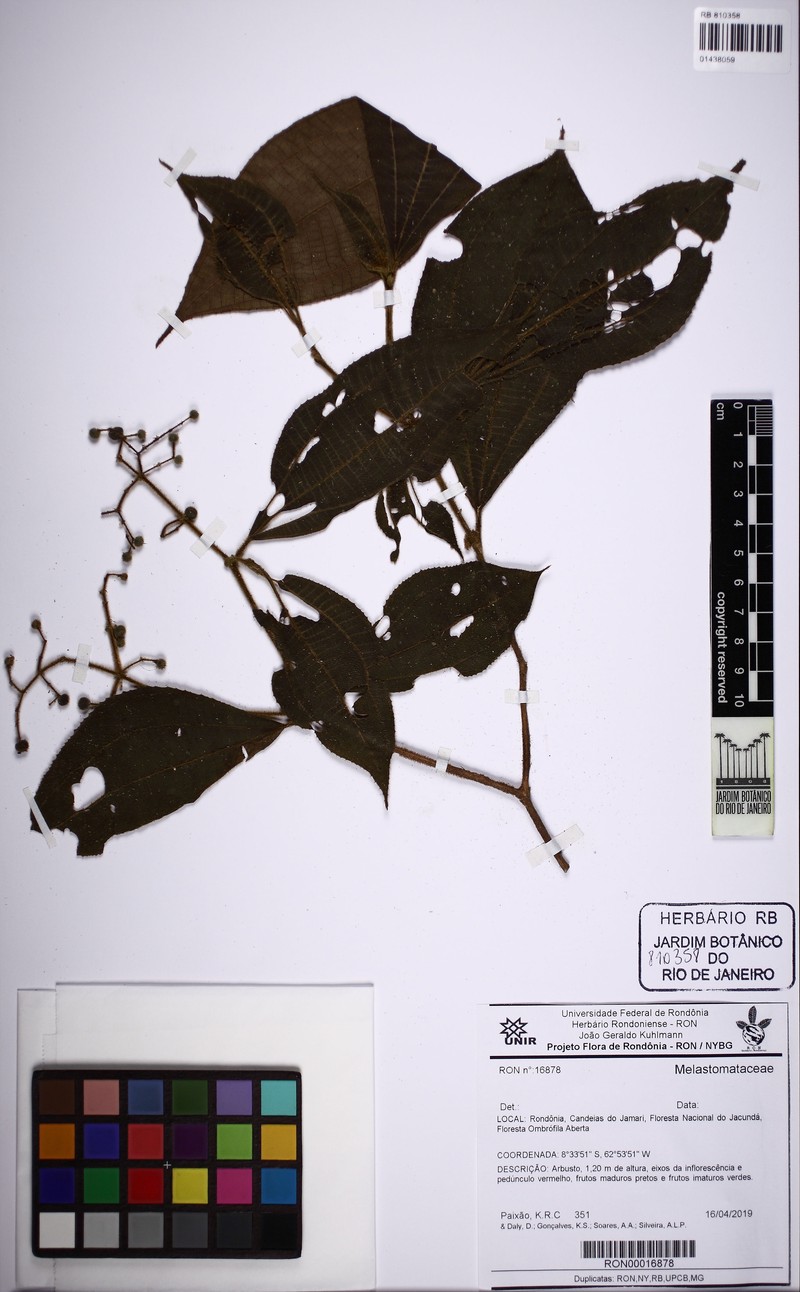 Miconia purpuriflora
