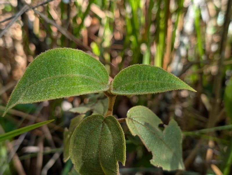 Miconia pycnaster