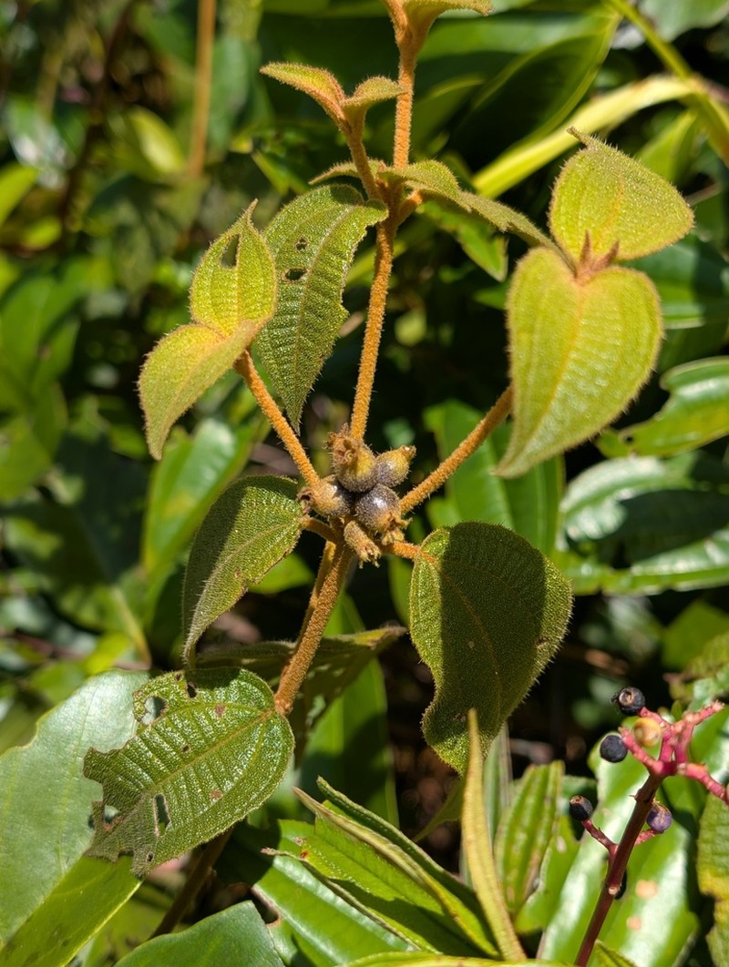 Miconia pycnaster photo 2