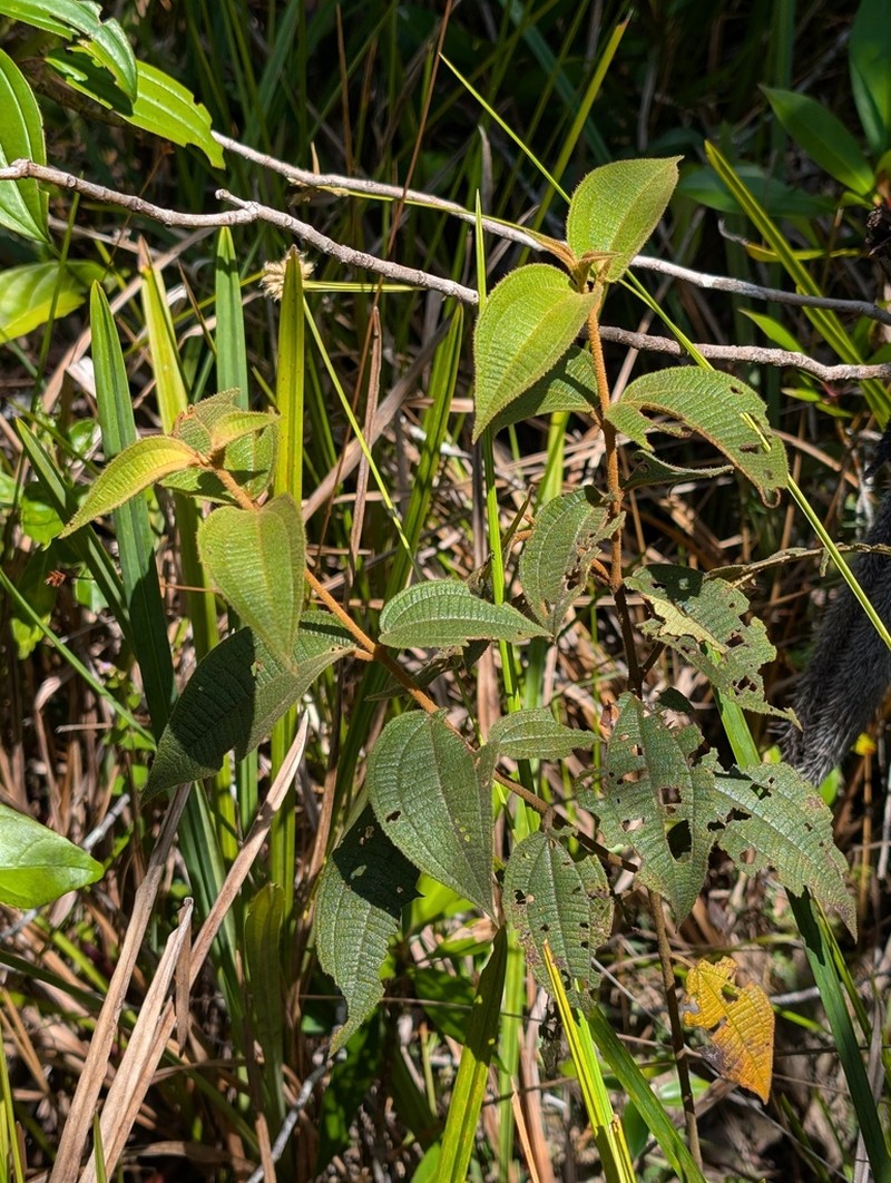 Miconia pycnaster photo 3