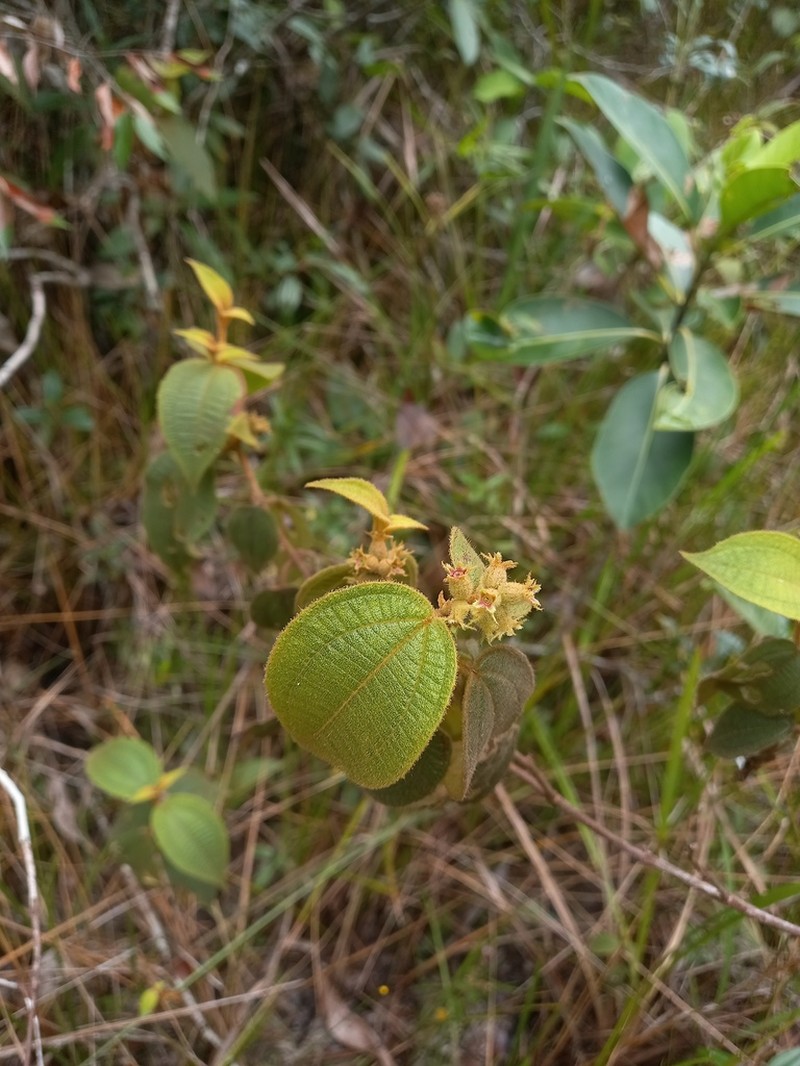 Miconia pycnaster photo 4