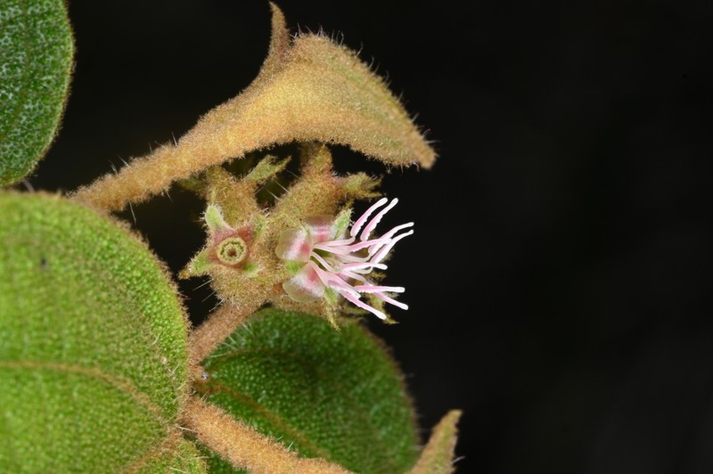 Miconia pycnaster photo 5