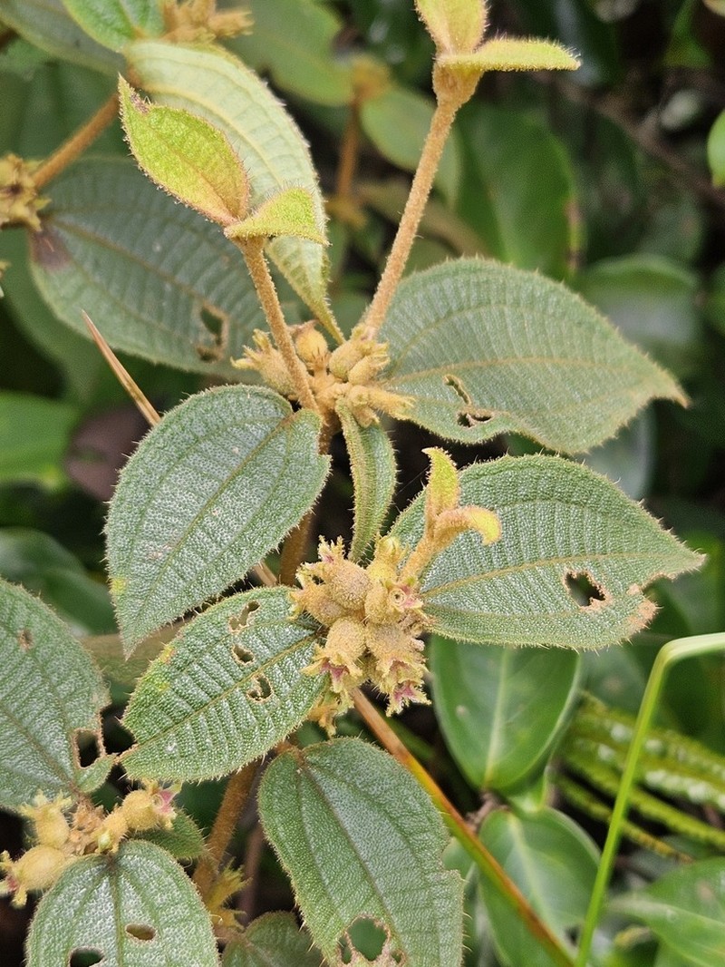 Miconia pycnaster photo 6