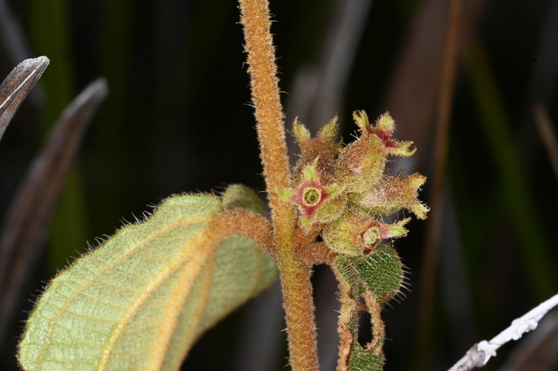 Miconia pycnaster photo 7