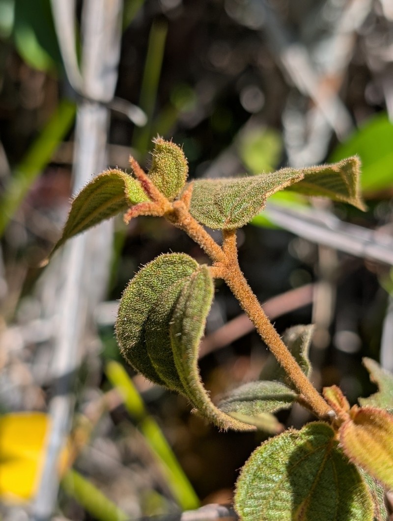 Miconia pycnaster photo 8