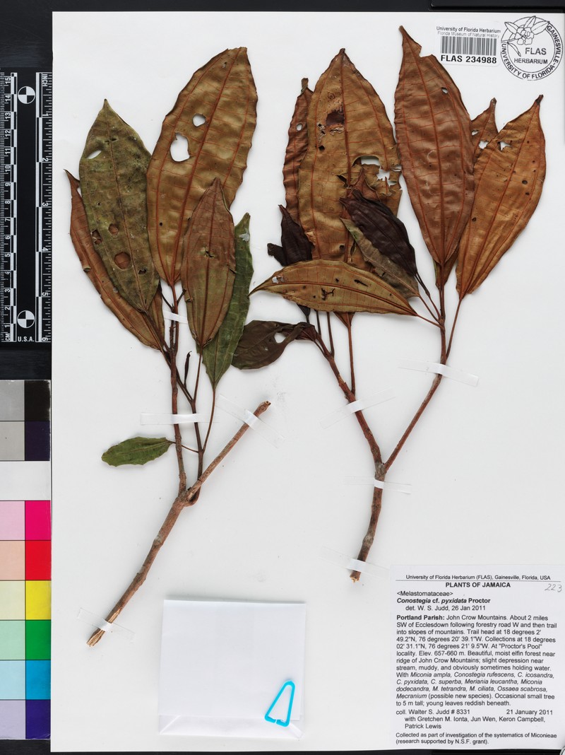 Miconia pyxidata