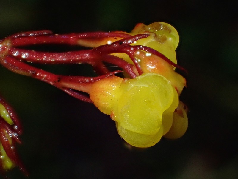 Miconia quadricaulis