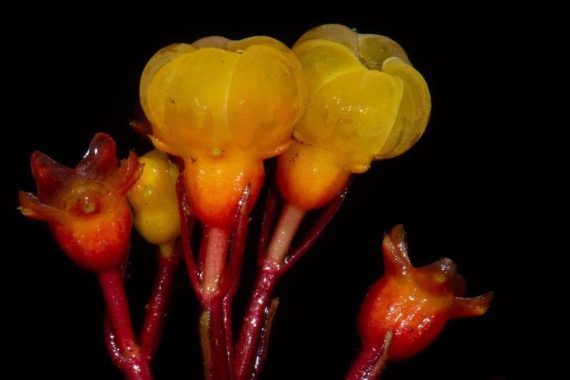 Miconia quadricaulis photo 2