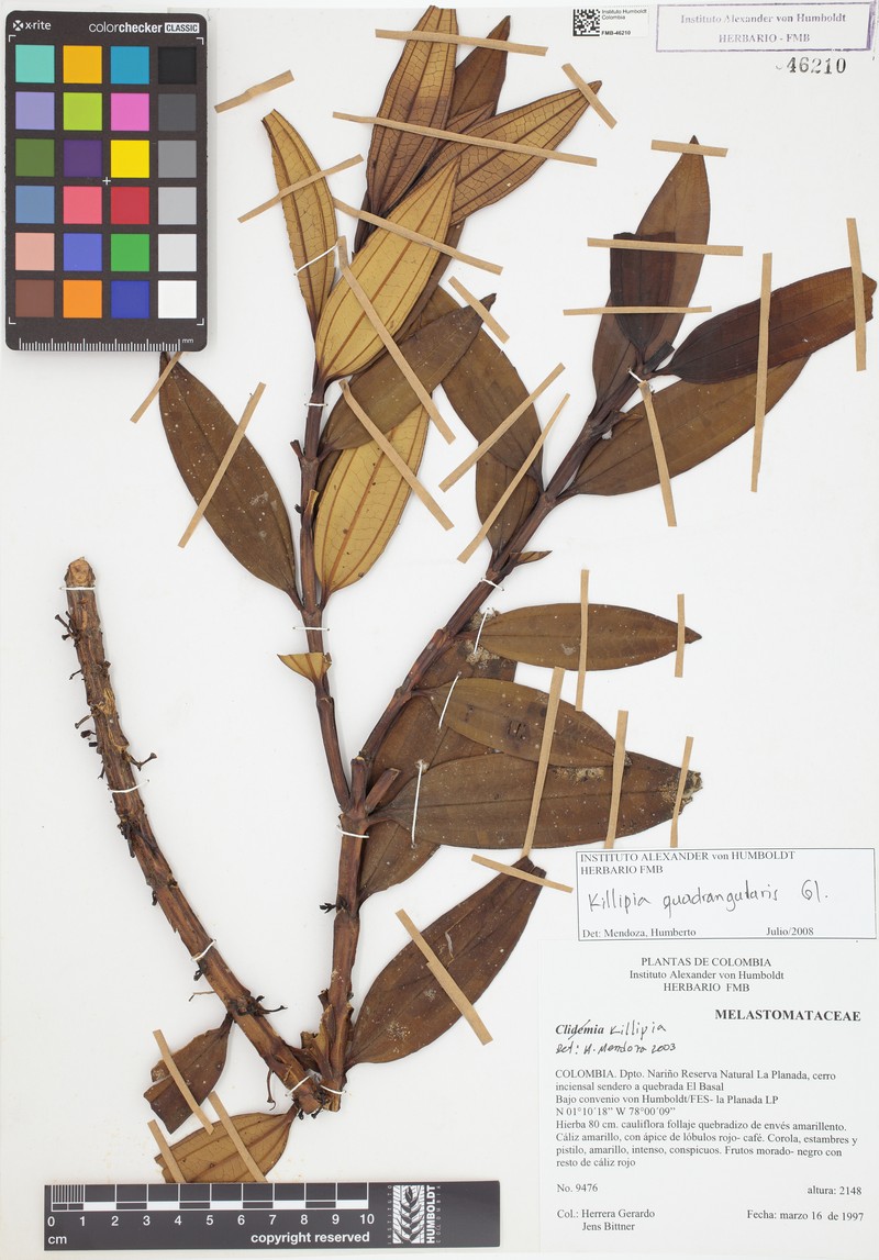 Miconia quadricaulis photo 3