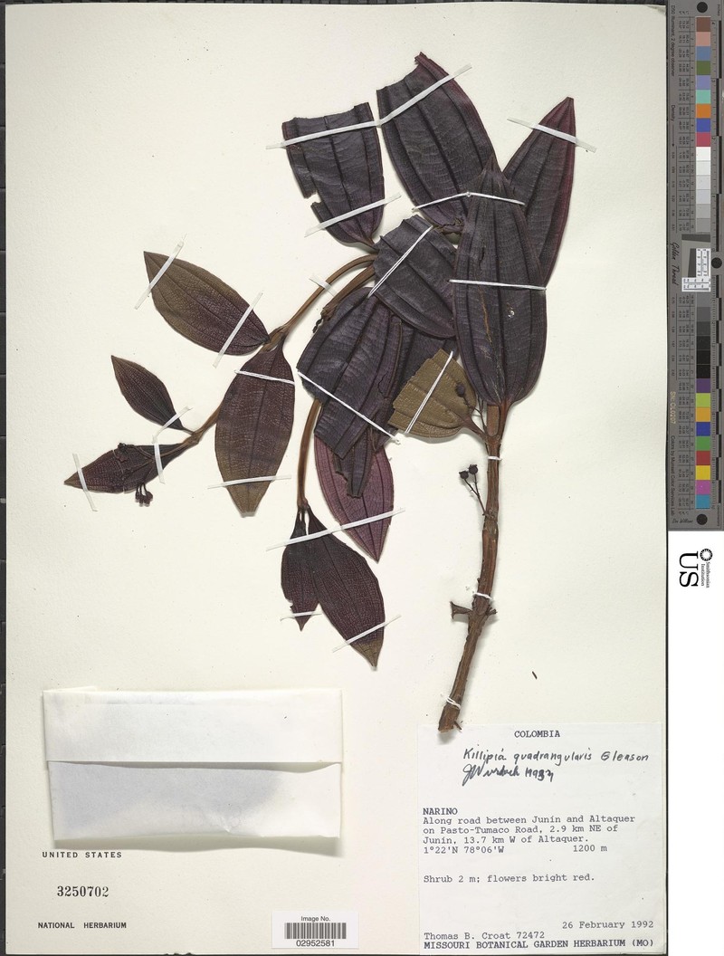 Miconia quadricaulis photo 4