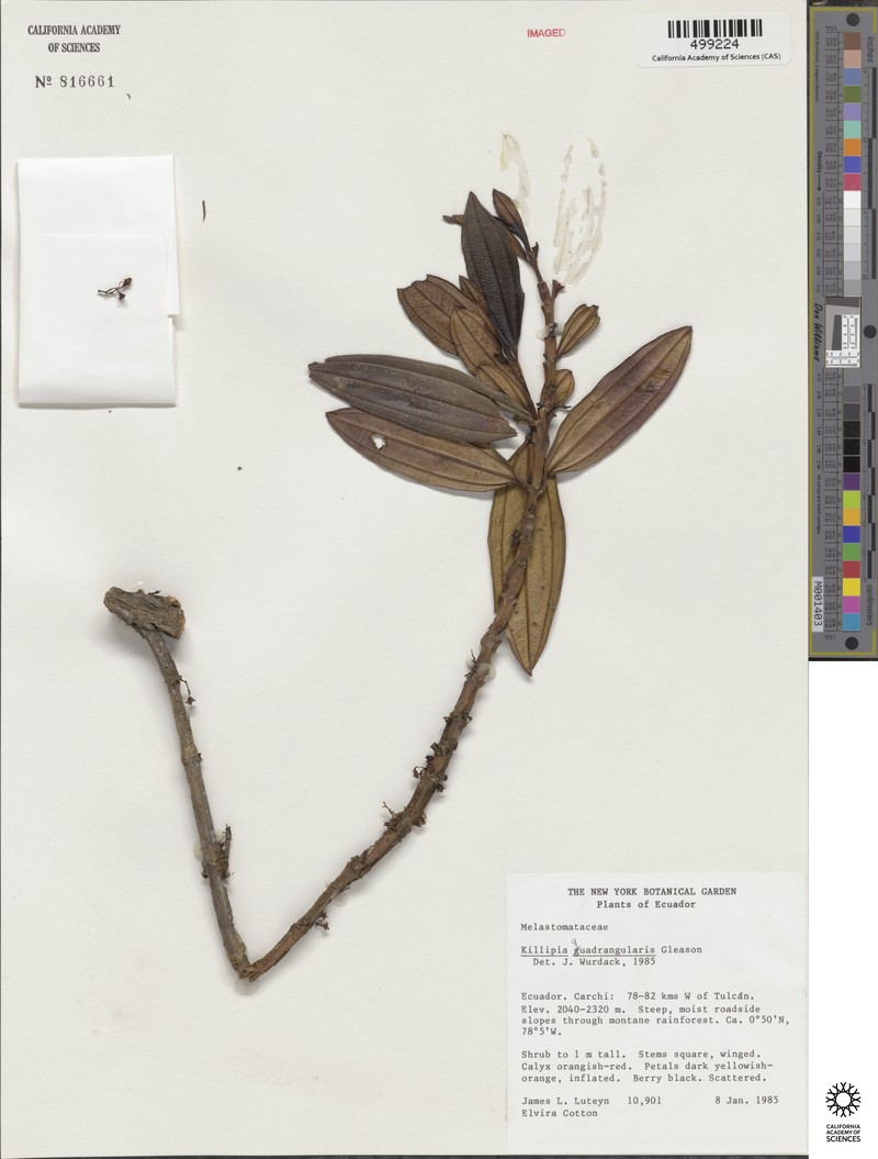 Miconia quadricaulis photo 5