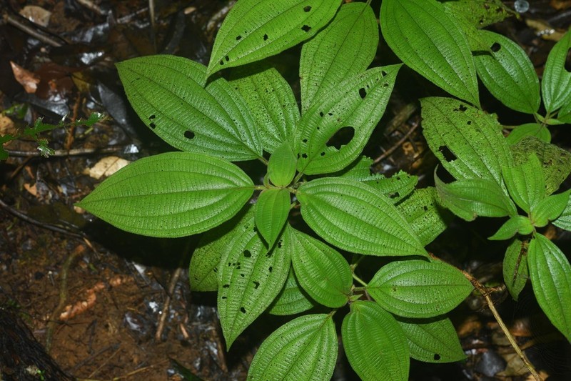 Miconia quadrisulca
