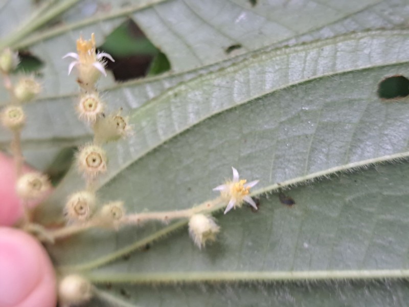 Miconia quadrisulca photo 2