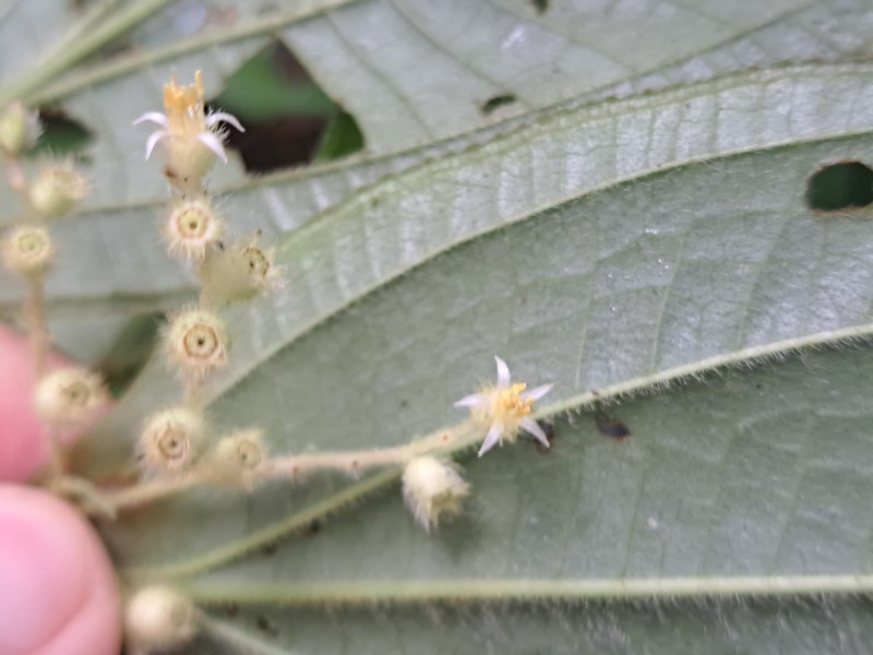 Miconia quadrisulca photo 3
